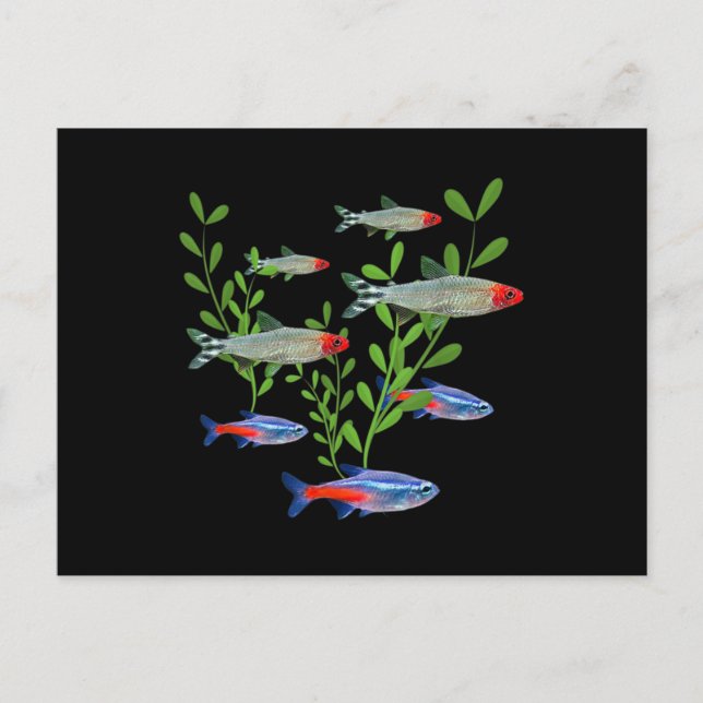 Tetras Aquarium Neon Tetras Rummy Nose Tetras Fish Postcard (Front)