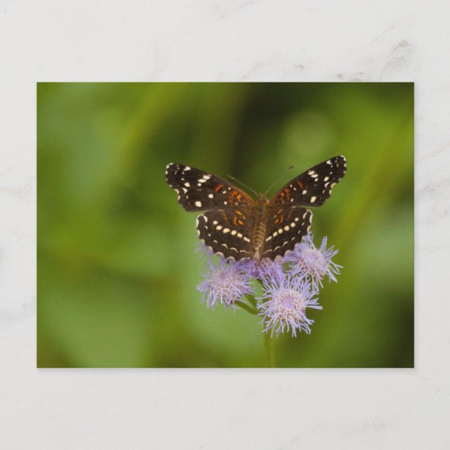 Texan Crescent Butterfly Postcard (Front)