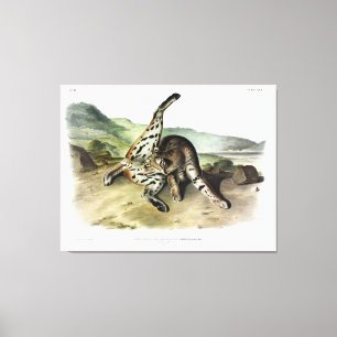 Texan Lynx (Bobcat, Red Lynx) (Lynx Rufus) Canvas Print