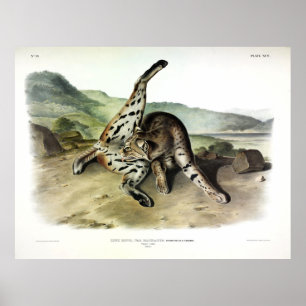 Texan Lynx (Bobcat, Red Lynx) (Lynx Rufus) Poster