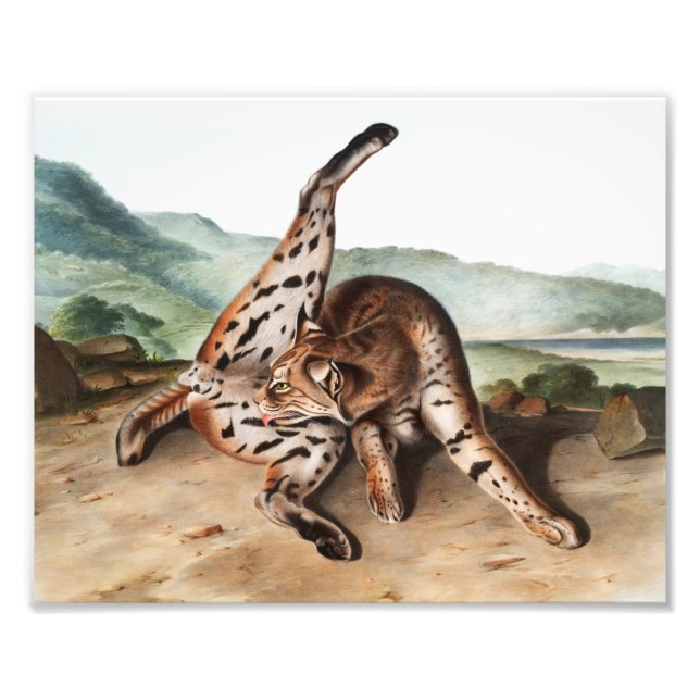 Texan Lynx (Lynx rufus var maculatus) Illustration Photo Print (Front)