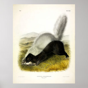Texan Skunk (American Hog-nosed Skunk) by Audubon Poster