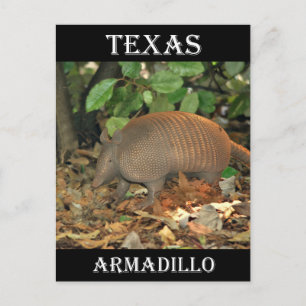 Texas Armadillo Postcard