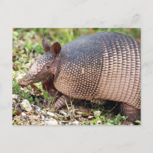 Texas Armadillo Postcard #3