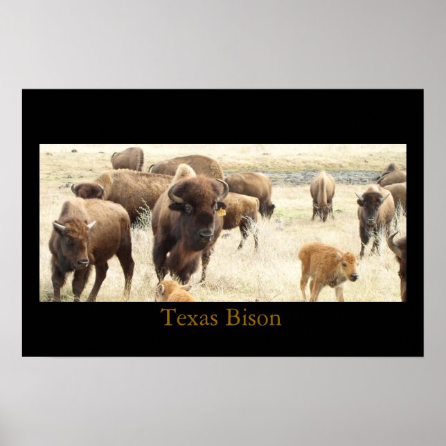 Texas Bison Poster (Front)