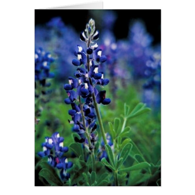 Texas Bluebonnet (Front)