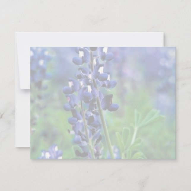 Texas Bluebonnet (Front)