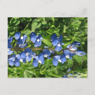 Texas Bluebonnet Artistic Photo Postcard