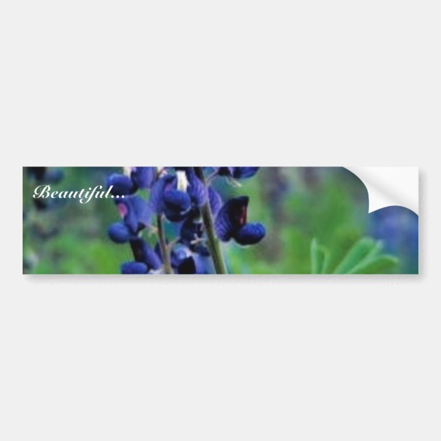 Texas Bluebonnet Bumper Sticker (Front)