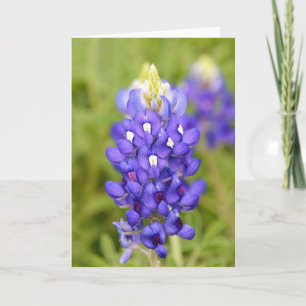 Texas Bluebonnet Flower Close Up Portrait Art Card