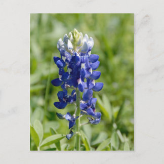 Texas Bluebonnet Flower Postcard
