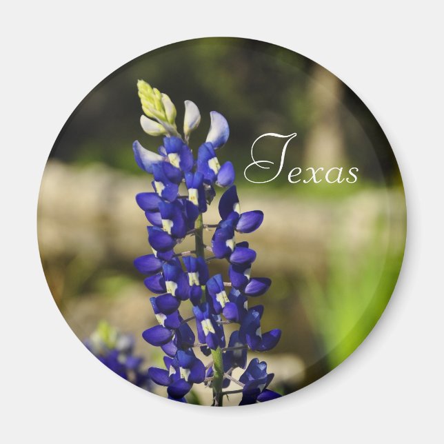 Texas Bluebonnet Magnet (Front)