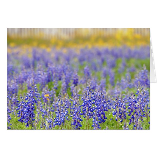 Texas Bluebonnet, Nacogdoches County (Front Horizontal)