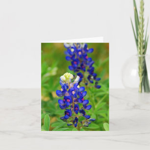 Texas Bluebonnet Note Card
