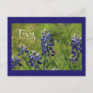 Texas Bluebonnet Post Card