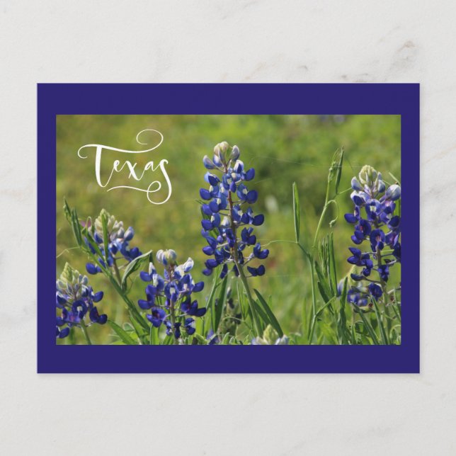 Texas Bluebonnet Post Card (Front)