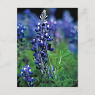 Texas Bluebonnet Postcard