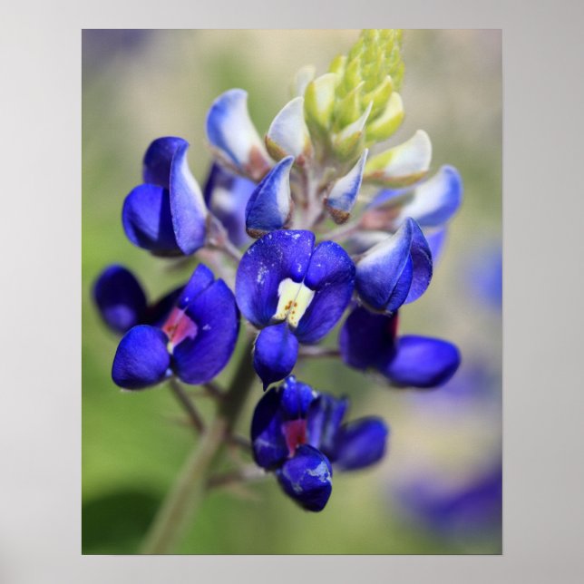 Texas Bluebonnet Poster (Front)