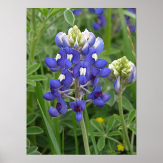 Texas Bluebonnet Poster