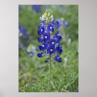 Texas Bluebonnet Wildflower Photo Poster