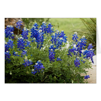 Texas Bluebonnets