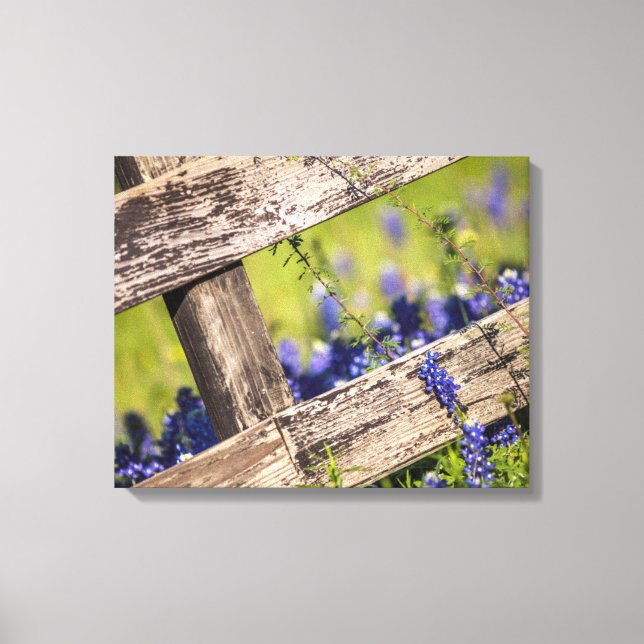 Texas Bluebonnets Around A Country Fence Canvas Print (Front)