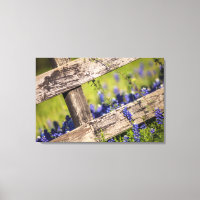 Texas Bluebonnets Around A Country Fence