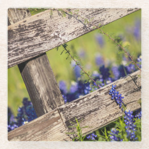 Texas Bluebonnets Around A Country Fence Glass Coaster