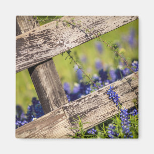 Texas Bluebonnets Around A Country Fence Magnet