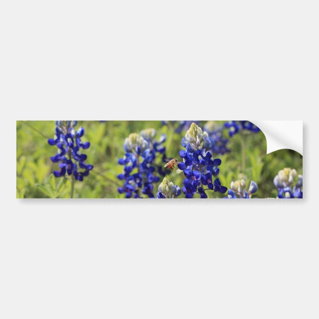 Texas Bluebonnets Bumper Sticker (Front)