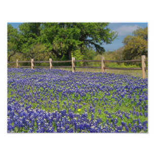 Texas Bluebonnets Country Photographic Art Print