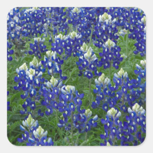 Texas Bluebonnets Field Photo Square Sticker