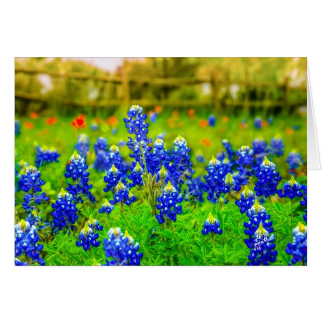 Texas Bluebonnets Floral (Front Horizontal)
