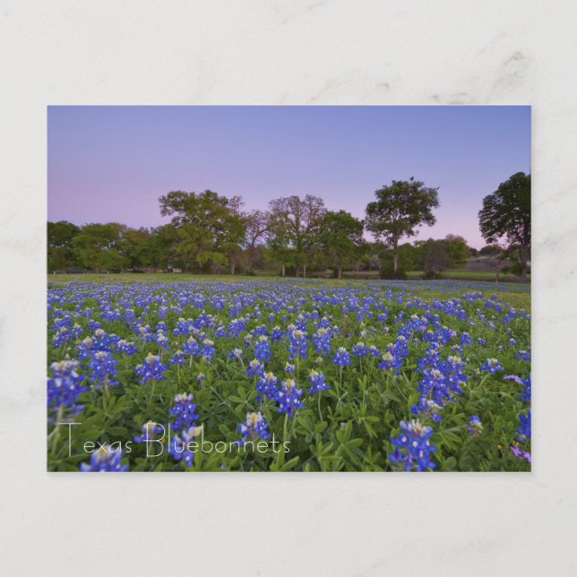 Texas Bluebonnets in Bloom postcard (Front)