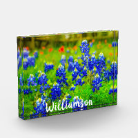 Texas Bluebonnets Indian Paintbrush Family Name