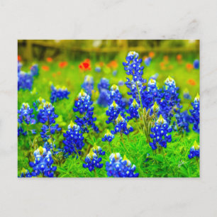 Texas Bluebonnets Indian Paintbrush Postcard
