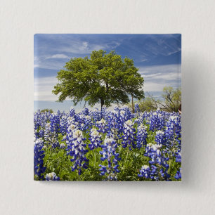 Texas bluebonnets(lupinus texensis) and oak 15 cm square badge