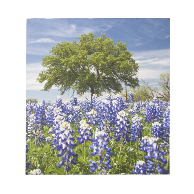 Texas bluebonnets(lupinus texensis) and oak notepad (Front)