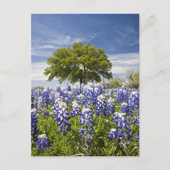 Texas bluebonnets(lupinus texensis) and oak postcard (Front)