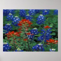 Texas Bluebonnets & Paintbrush Flowers Art Print