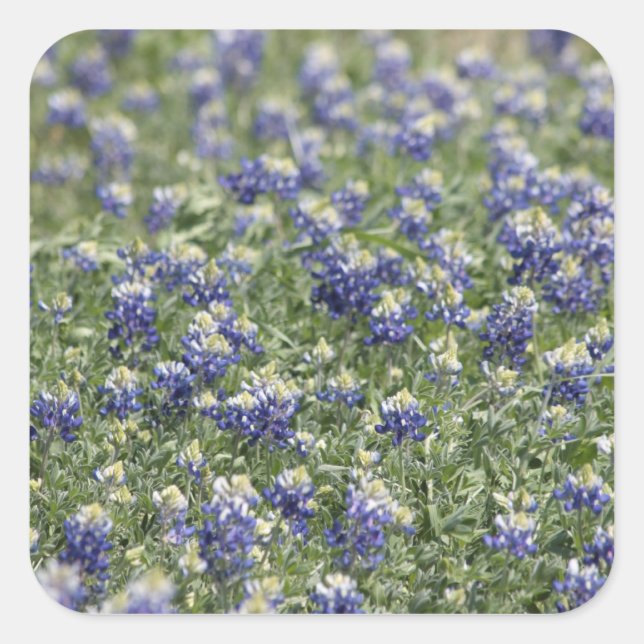 Texas Bluebonnets Photograph Series #11 Square Sticker (Front)