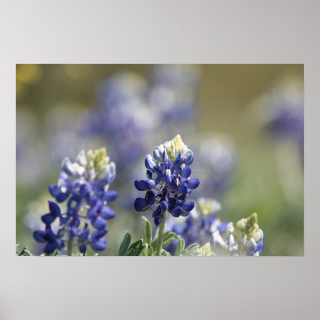 Texas Bluebonnets Photograph Series #7 Poster (Front)