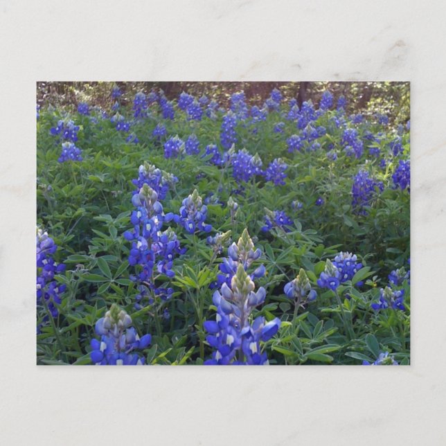 TEXAS BLUEBONNETS POSTCARD (Front)