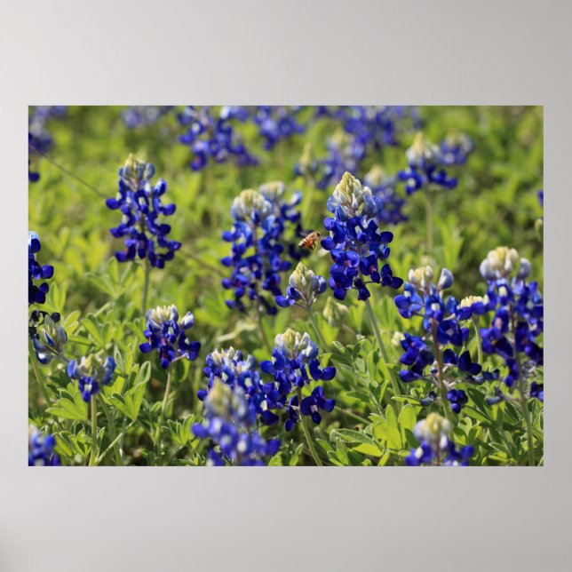 Texas Bluebonnets Poster (Front)