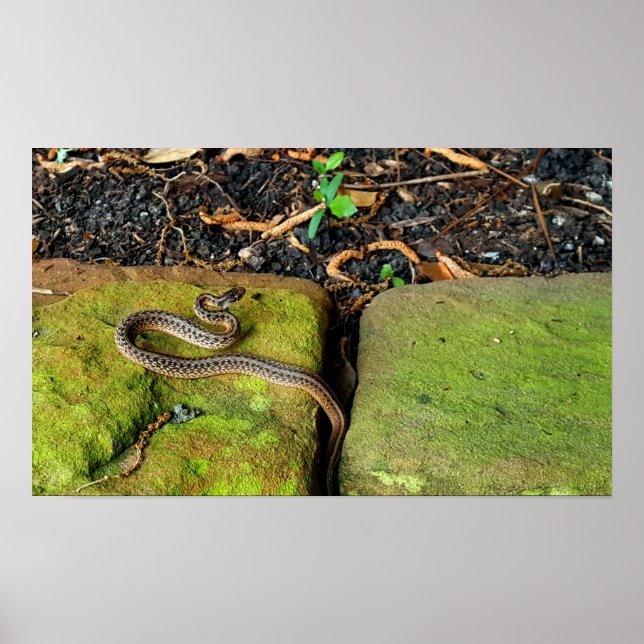 Texas brown snake poster (Front)