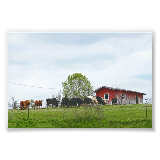 Texas Cattle and Old Red Barn Photo Print (Front)