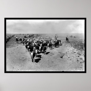 Texas Cattle Drive Poster