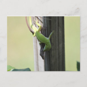 Texas Chamelions Postcard