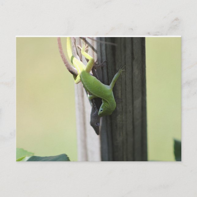 Texas Chamelions Postcard (Front)