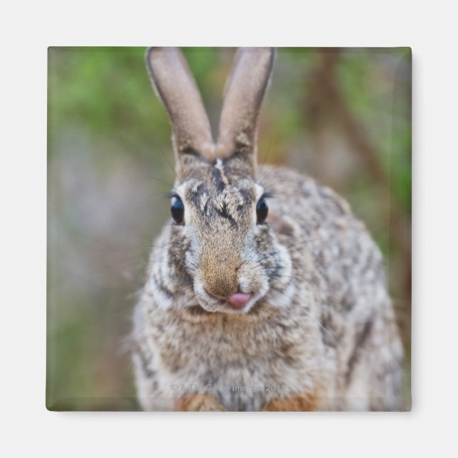 Texas cottontail rabbit magnet (Front)